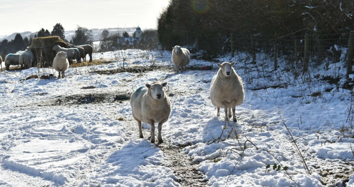 sheep on the snow field